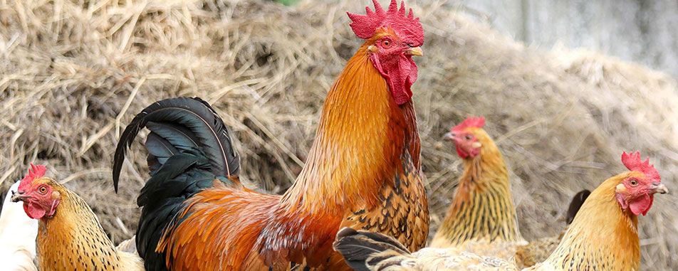 Home-Huehner-Haehnchen-Stroh